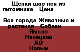 Щенки шар-пея из питомника › Цена ­ 15 000 - Все города Животные и растения » Собаки   . Ямало-Ненецкий АО,Новый Уренгой г.